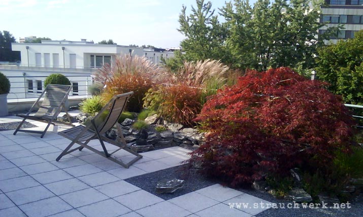 landschaftsarchitekt-strauchwerk-duesseldorf-dachterrasse-ambossstrasse-03