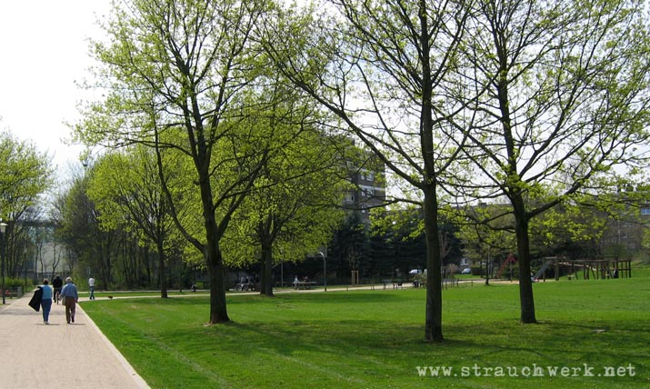 landschaftsarchitekt-strauchwerk-neuss-gruenzug-weckhoven-01