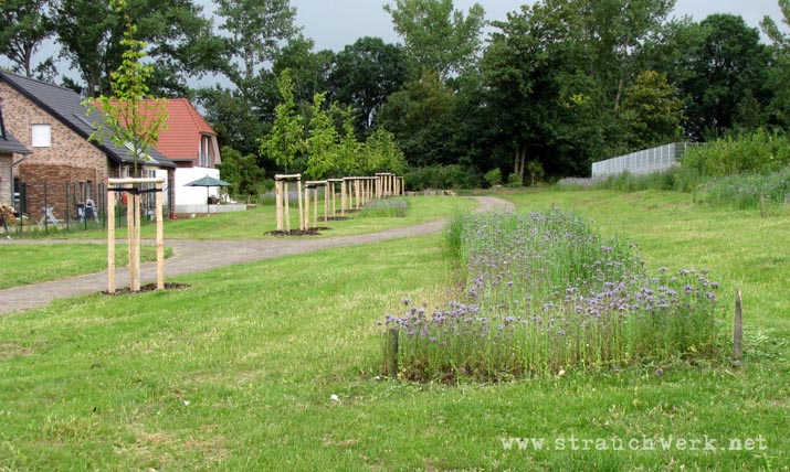 landschaftsarchitekt-strauchwerk-rommerskirchen-mariannenpark-02
