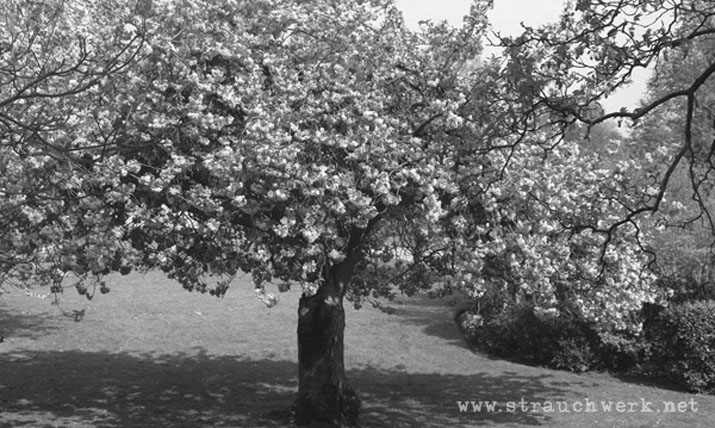 landschaftsarchitekt-strauchwerk-solingen-altenwohnheim-schuetzenstraße-02