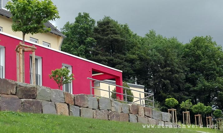 landschaftsarchitekt-strauchwerk- windeck-seniorenzentrum-hurst-06